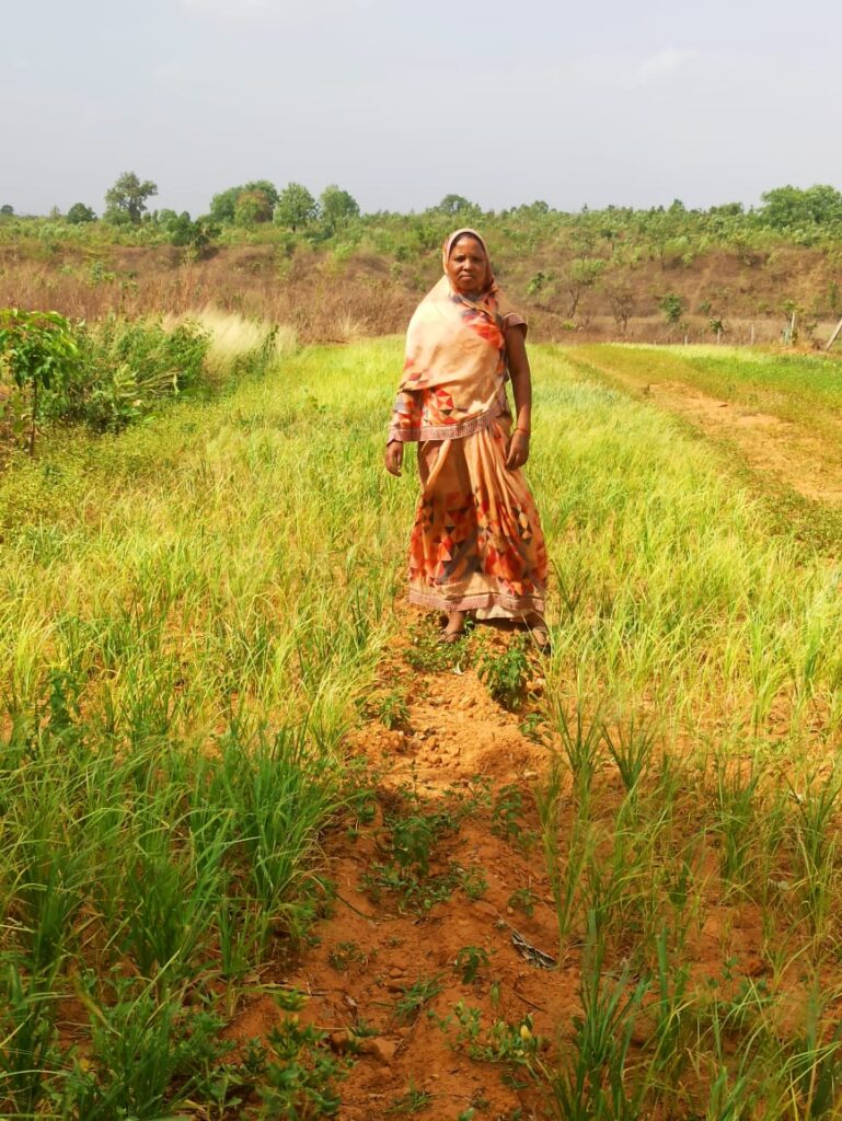 सूरजपुर : गौठान बना बेसहारों का सहारा एक सीजन में 55 हजार रूपये से अधिक की कमाई, अभी हो रही बैंगन, मिर्ची, रागी की खेती…