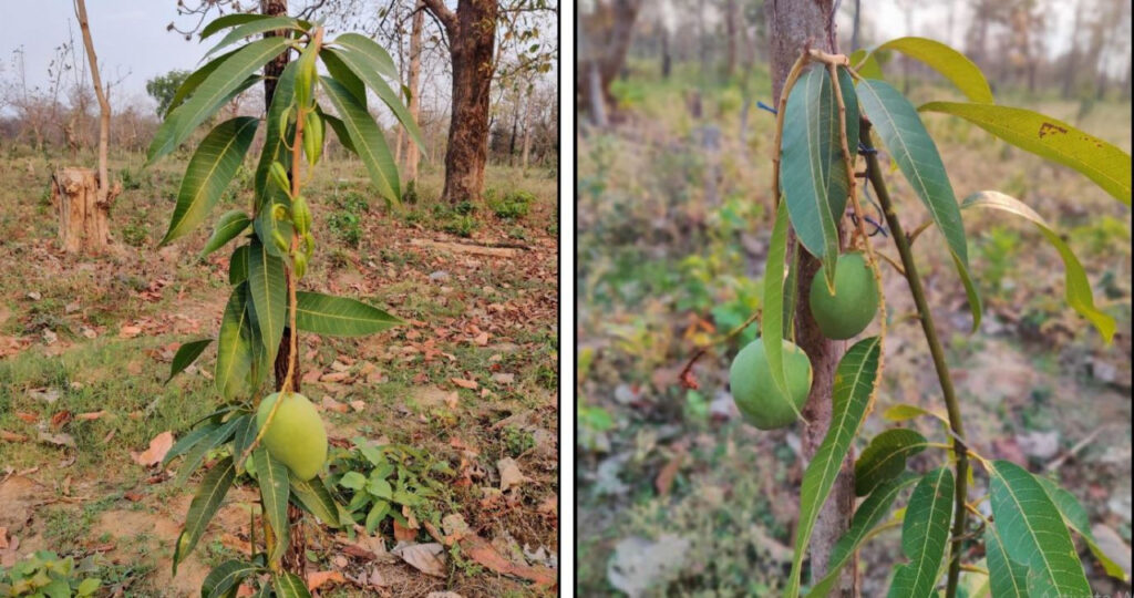 रायपुर : फलदार पौधों से लहलहाया ’समक्का-सारक्का कुंज’..