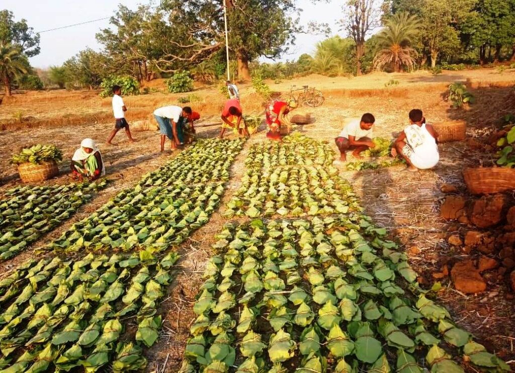 रायपुर : छत्तीसगढ़ में अब तक एक चौथाई के करीब तेंदूपत्ता का हो चुका संग्रहण…