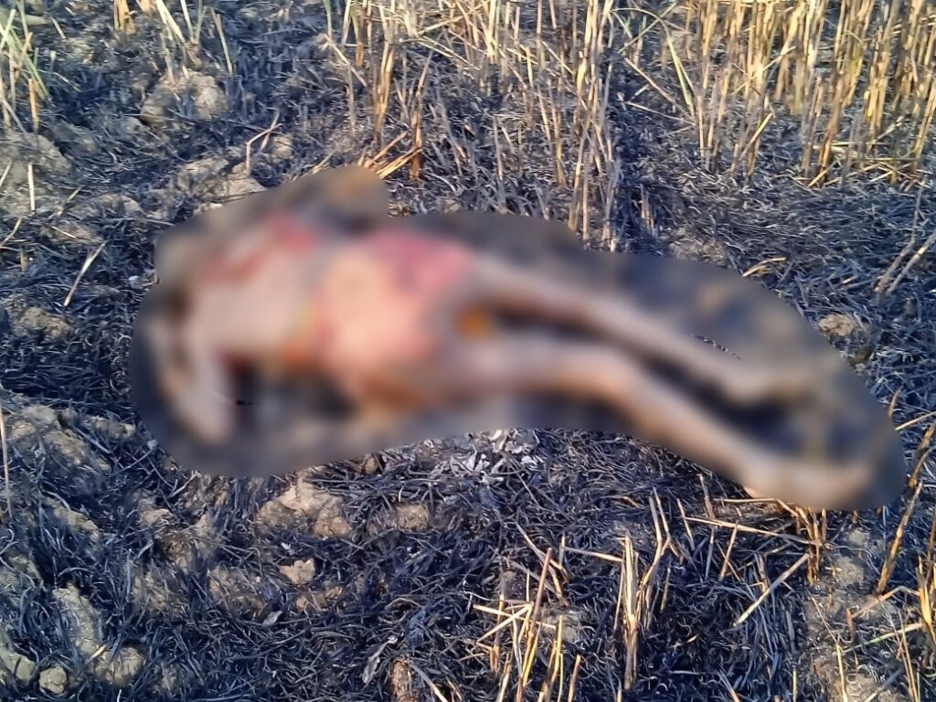 CG NEWS: जिंदा जलकर महिला की मौत: जलती हुई पराली की चपेट में आई, खेत में मिली लाश, पुलिस को पोस्टमॉर्टम रिपोर्ट का इंतजार…
