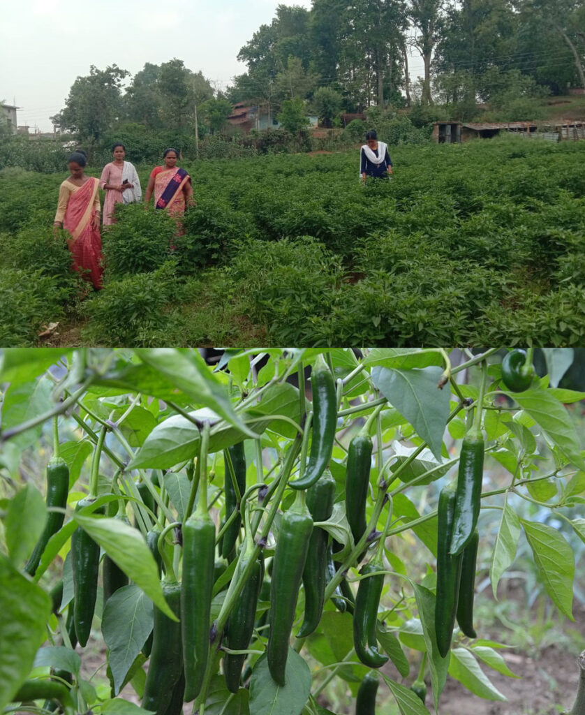 रायपुर : मिर्च की खेती से महिलाएं स्व-रोजगार की राह पर