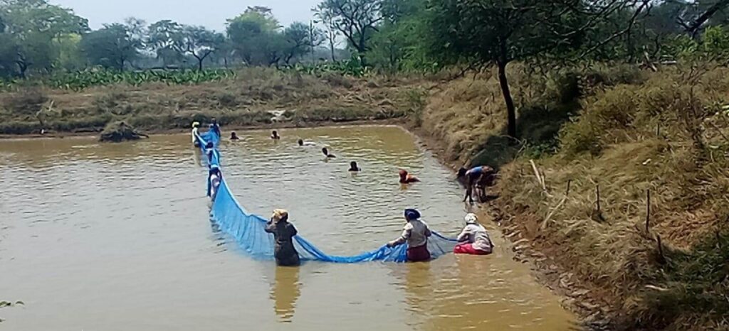 रायपुर : गौठानों में मछली पालन कर समृद्ध हो रहीं समूह की महिलाएं..
