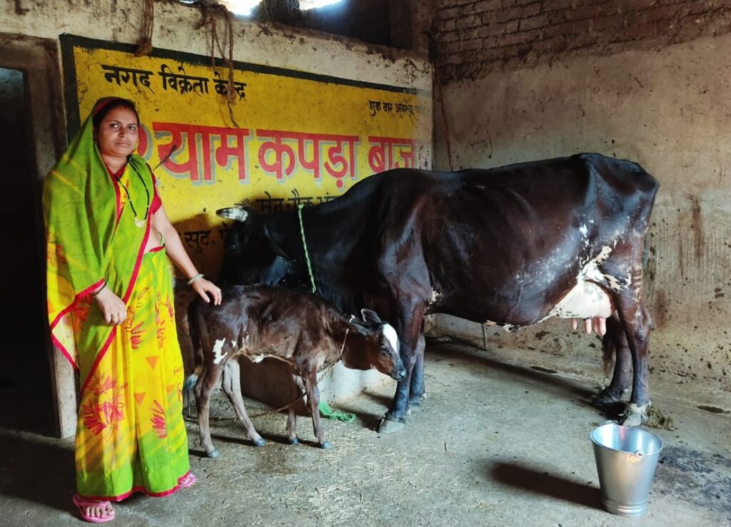 रायपुर : गौ पालन से गृहिणी रुक्मणी पटेल बनी आर्थिक स्वावलंबन की मिसाल…