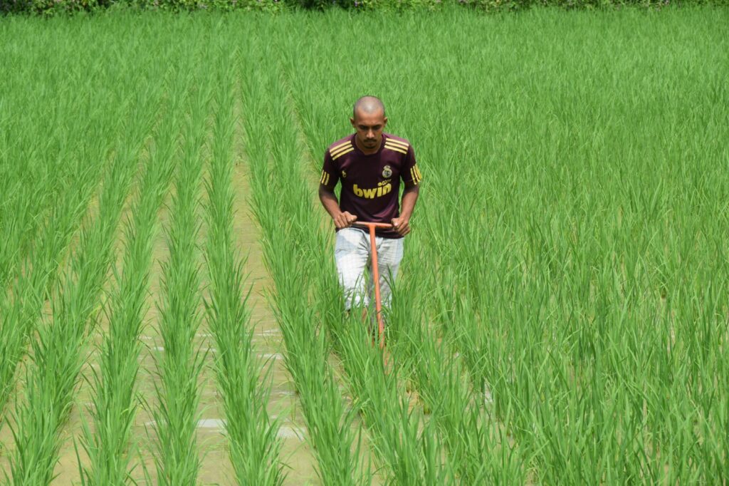 बालको ने हरेली के अवसर पर किसानों को दिया एसआरआई विधि का प्रशिक्षण…