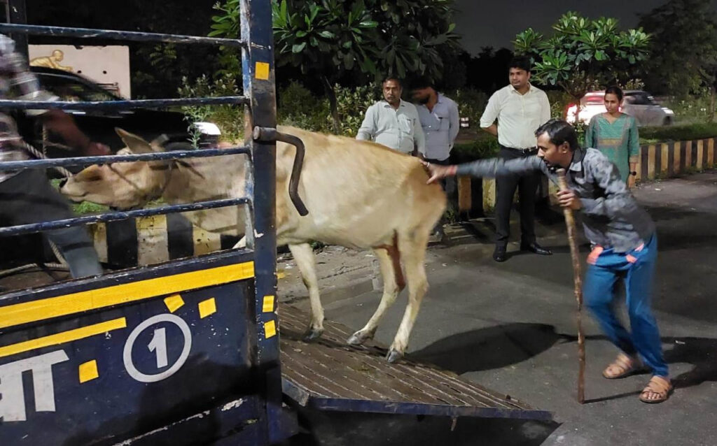 कोरबा : कलेक्टर के निर्देशन में जिले में घुमन्तू मवेशियों के नियंत्रण हेतु चलाया जा रहा सघन अभियान…सीईओ व आयुक्त ने घुमंतू मवेशी नियंत्रण कार्य का किया आकस्मिक निरीक्षण…