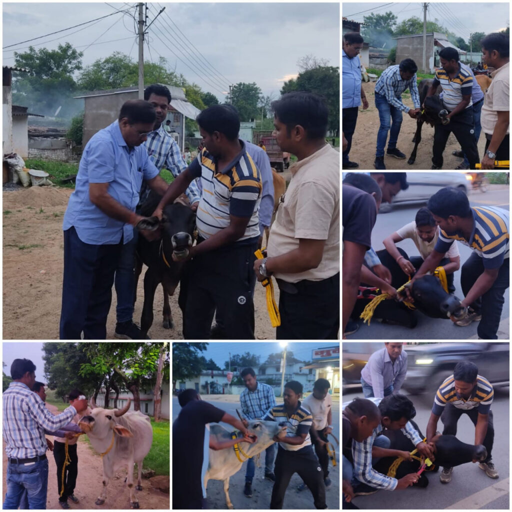 कोरबा : जिले में 2270 घुमन्तू पशुओं को रेडियम कॉलर लगाया गया, 1159 की हुई टैगिंग 1584 घुमन्तू पशुओं को नजदीकी गौशाला व गौठानों तक पहुंचाकर किया गया सुरक्षित स्वयंसेवी संगठनों, एनजीओ व पशु प्रेमियों से की गई है सहयोग की अपील …