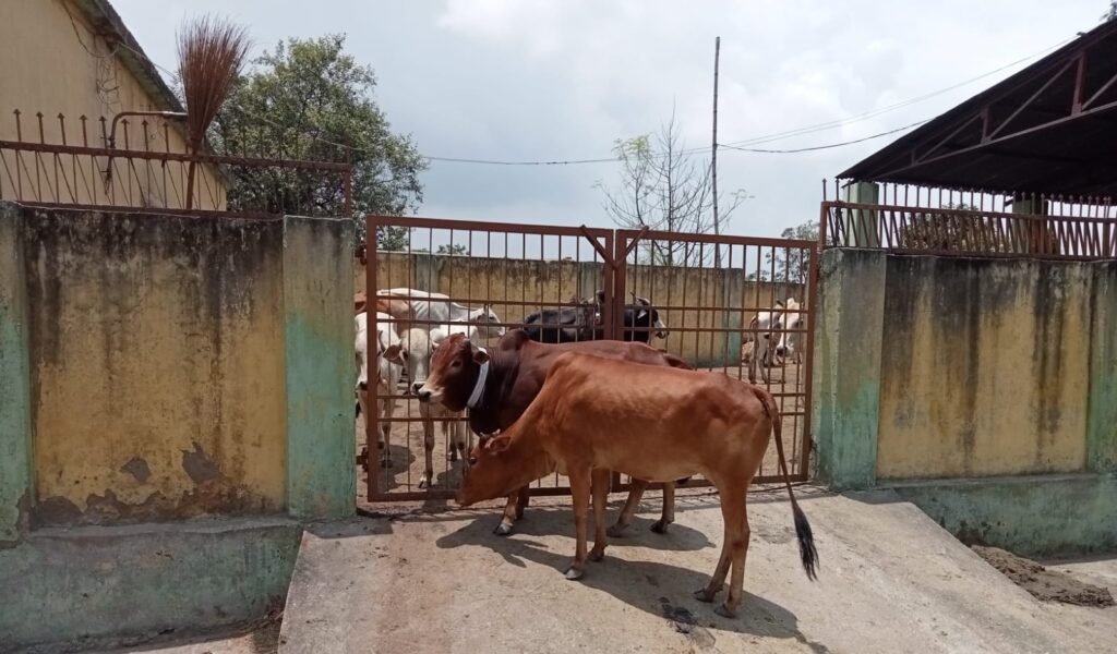 आवारा मवेशियों को सड़क से उठाकर पहुंचाया गया गोठान व कांजीघर