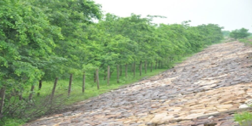  नदी तट रोपण: 04 सालों में 40 नदियों के तट पर लगाए गए 47 लाख पौधे