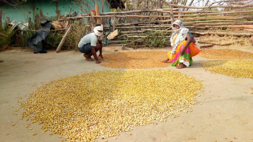 रायपुर : छत्तीसगढ़ में देश के तीन चौथाई लघु वनोपजों का संग्रहण