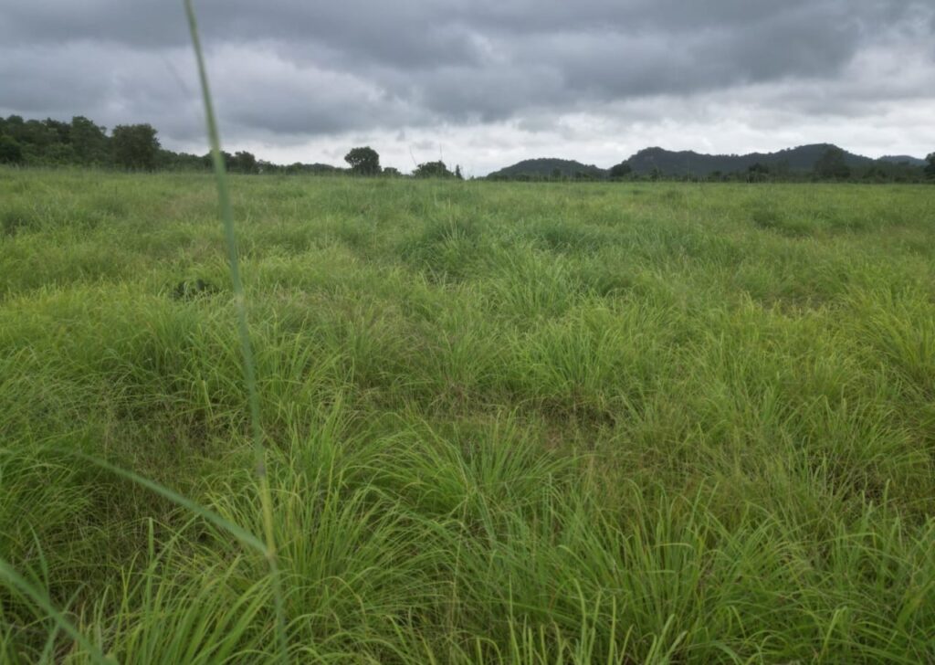 रायपुर : लेमनग्रास अब छत्तीसगढ़ में : 800 एकड़ से अधिक रकबा में लेमनग्रास की हो रही खेती