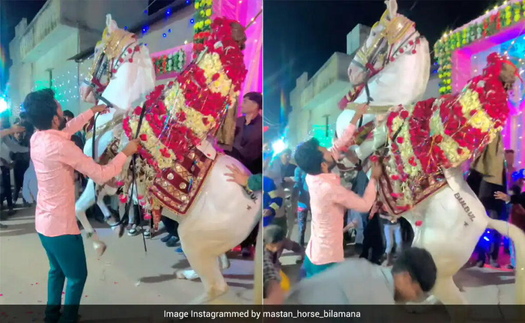 बारात में गुस्सा गया घोड़ा, दूल्हे को हवा में उठाकर किया जो तमाशा, लोग बोले- लड़के का कलेजा मुंह में आ गया होगा…