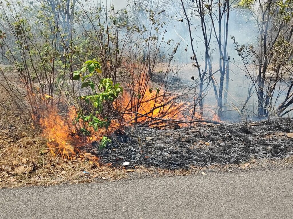 कोरबा में कॉफी पॉइंट के पास जंगलों में लगी आग: पेड़-पौधे और वन औषधियां जलकर हो रही नष्ट, वन विभाग नहीं ले रहा सुध..