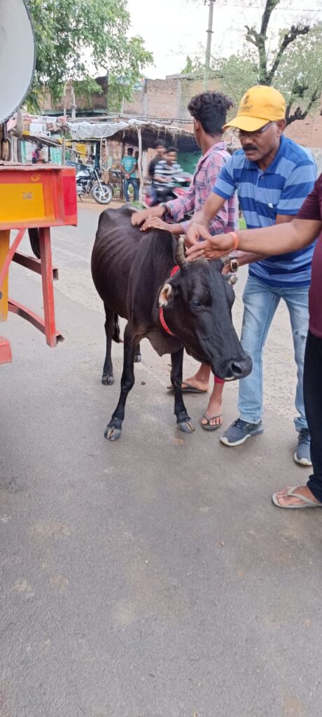 जिले के विभिन्न स्थानों पर मवेशियों को लगाया जा रहा रेडियम बेल्ट