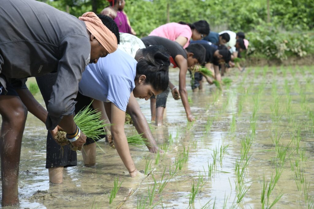 बालको कर्मचारियों ने किसानों के साथ मिलकर किया एसआरआई विधि से धान की रोपाई..