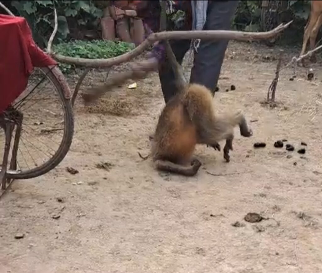 नशे में युवक ने बंदर की बेरहमी से पिटाई…सब्जियों को पहुंचा रहा था नुकसान..