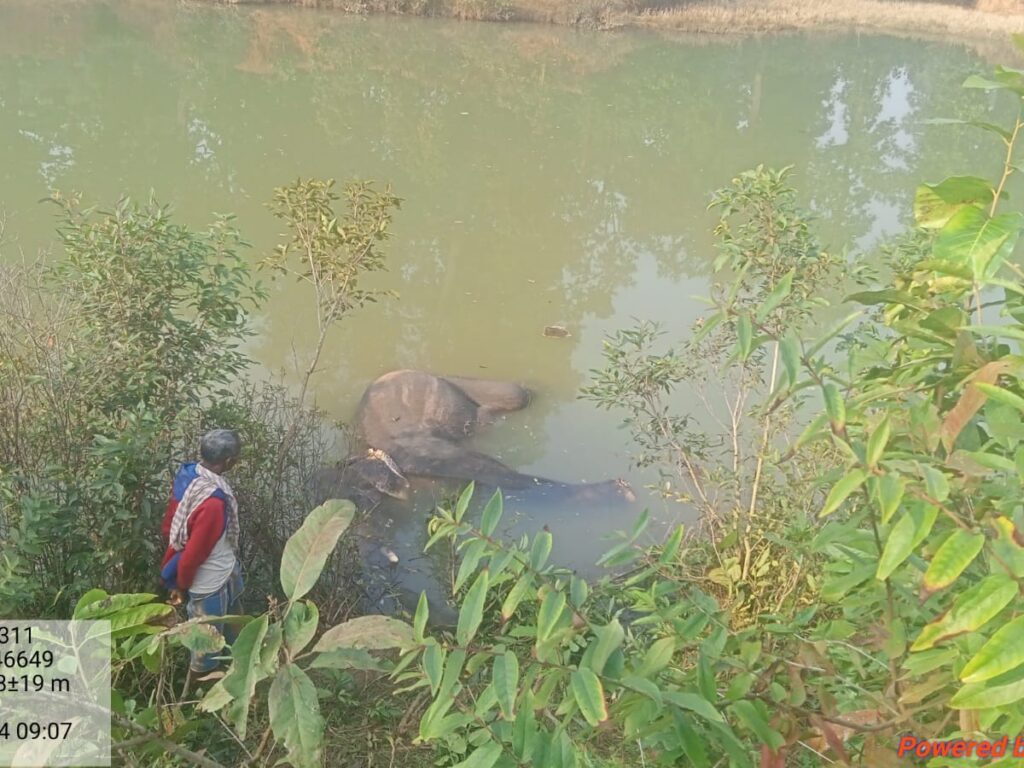 नाले में डूबा मिला दंतैल हाथी का शव…करंट लगाकर मारने की आशंका..वन विभाग जांच मे जुटा..