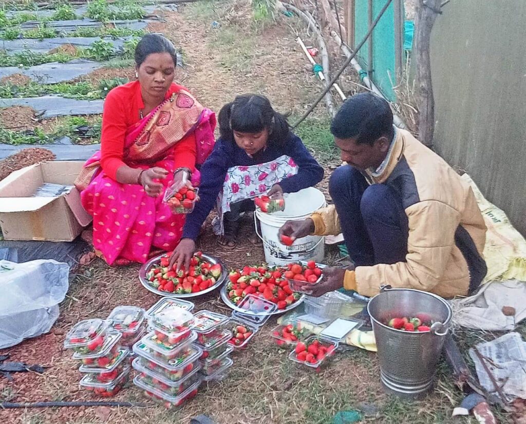 जशपुर अंचल में लोकप्रिय हो रही है स्ट्राबेरी की खेती…प्रति एकड़ 3 से 4 लाख तक कमाई…60 किसान कर रहे हैं खेती…