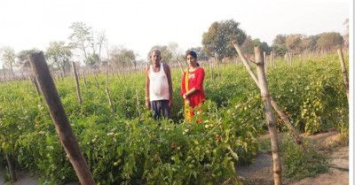 रायपुर : सोमप्रसाद के जीवन में उद्यानिकी खेती से आया बदलाव