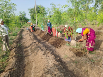 रायपुर : सुपर फुड मुनगा से कोकड़ी की महिलाओं को रही लाखों की कमाई