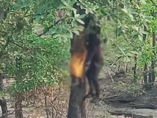 जंगल में एक ही फंदे पर फांसी में झूलता मिला लापता युवक एवं युवती का शव…दोनों के बीच लंबे समय से था प्रेम संबंध…