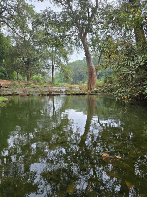 रायपुर : बारिश में बस्तर के प्राकृतिक सौंदर्य का अनुपम नजारा