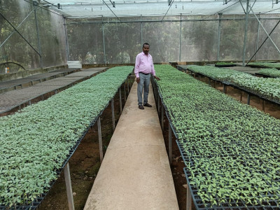 रायपुर : मिनी प्लग टाइप सीडलिंग यूनिट: किसानों के लिए गुणवत्तायुक्त पौधों का नया समाधान