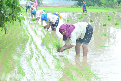 रायपुर : विशेष लेख : सरकार के नीतिगत फैसलों ने बढ़ाया छत्तीसगढ़ के किसानों का मान
