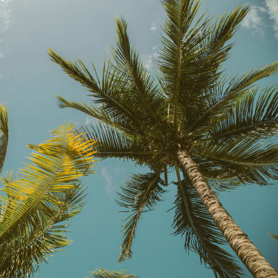 रायपुर : ऑयल पॉम की खेती खोलेगा किसानों के लिए समृद्धि का द्वार