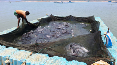 रायपुर : छत्तीसगढ़ में फिशरीज के नये युग की शुरूआत