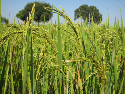 रायपुर : विशेष लेख : सरकार के नीतिगत फैसलों ने बढ़ाया छत्तीसगढ़ के किसानों का मान