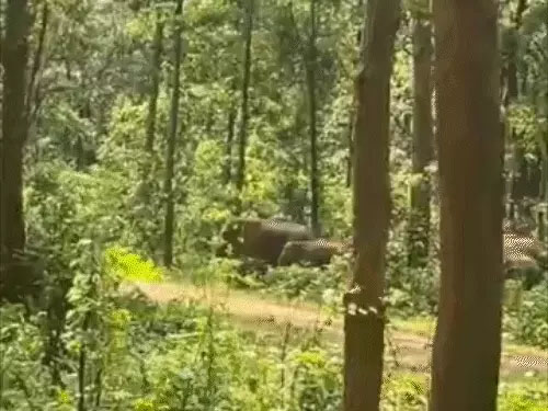 जंगल में विचरण कर रहा 26 हाथियों का दल…हाथियों का वीडियो बना रहे बाइक सवार युवकों को हाथियों के झुंड ने मारने के लिए दौड़ाया… गांवों में कराई गई मुनादी