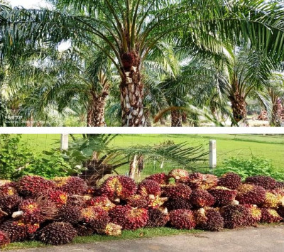 रायपुर : पॉम की खेती से किसानों को मिलेगा आय का स्थायी जरिया