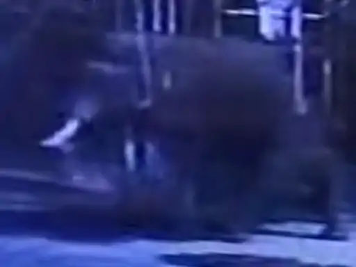 कोरबा:: तौलीपाली और कुदमुरा में दंतैल हाथी ने​​​​​​​ मचाया उत्पात…कच्चे मकानों के दीवार तोड़कर धान और प्याज की बोरियों को पहुंचाया नुकसान..