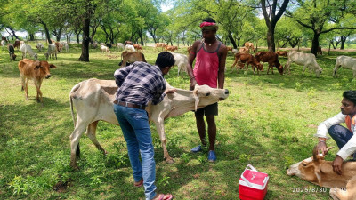 रायपुर : पशु चिकित्सा शिविर में मवेशियों को लम्फी बीमारी से बचाव हेतु टीकाकरण