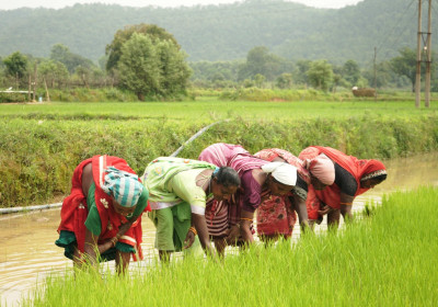 रायपुर : समय पर मिला खाद, खिल उठी उम्मीदें