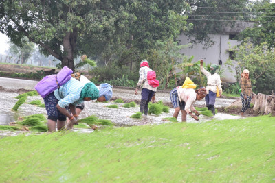 रायपुर : पी.एम फसल बीमा योजना: किसानों की फसलों के लिए सुरक्षा कवच