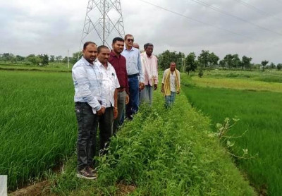 रायपुर : विक्रम टीसीआर : कम अवधि और कम पानी में ज्यादा उपज देने वाली धान की किस्म