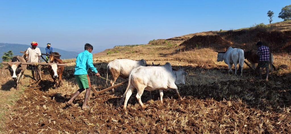 छत्तीसगढ़ रजत महोत्सव : 25 वर्षों की गौरवशाली कृषि यात्रा’