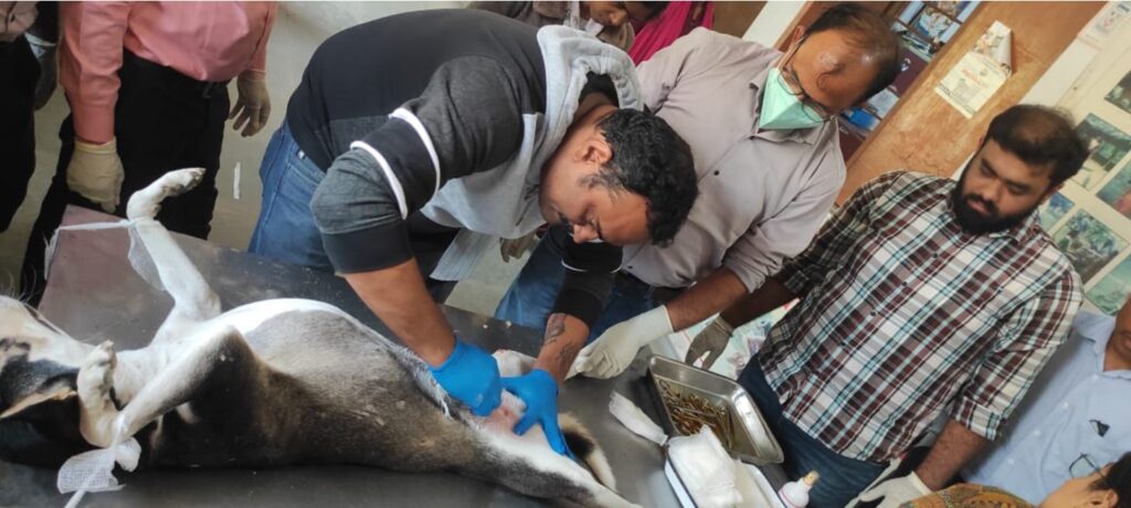 जेलगांव में एबीसी एवं एंटी-रेबीज टीकाकरण शिविर 16 दिसम्बर को