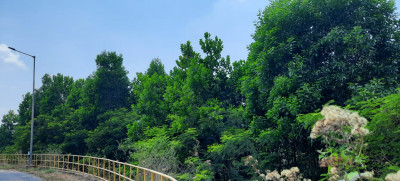 रायपुर : 3.52 लाख पौधों के रोपण से हरित आवरण में हुआ बढ़ोत्तरी