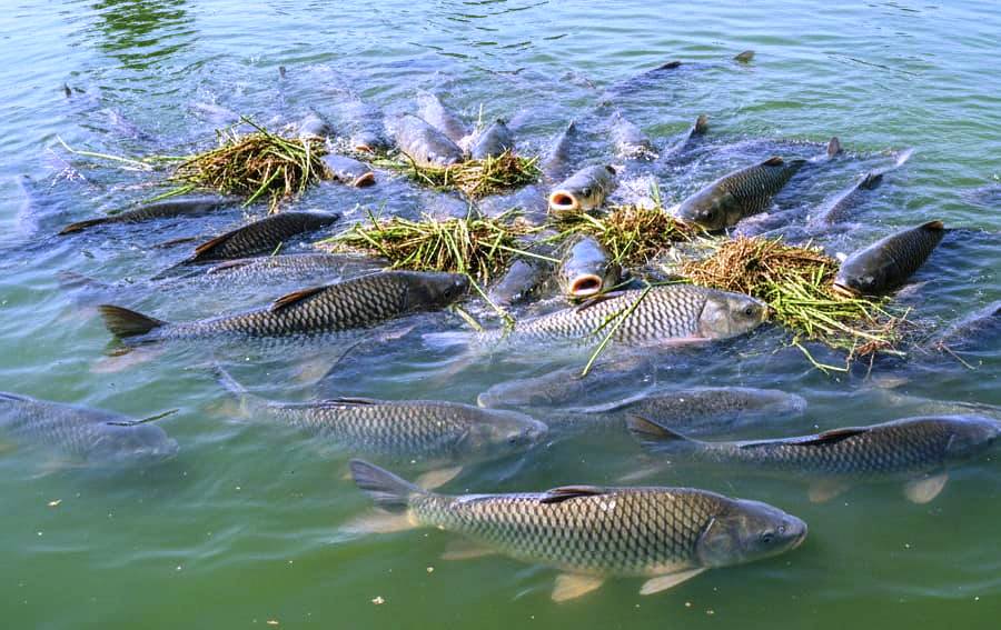 रायपुर : प्रधानमंत्री मत्स्य संपदा योजना से हरिशंकर पटेल की बदली तकदीर