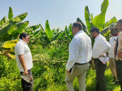 रायपुर : खाद्य तेल में आत्मनिर्भरता की ओर छत्तीसगढ़ : राज्य में 10,796 हेक्टेयर क्षेत्रों में ऑयल पाम की खेती