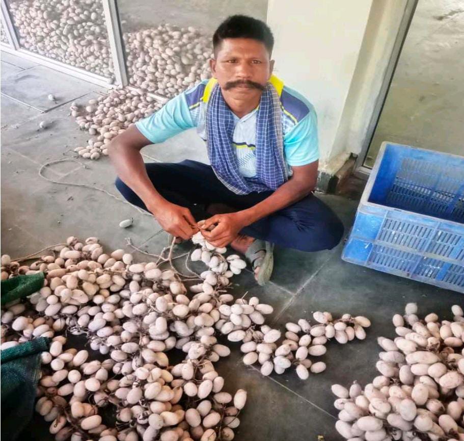 मेहनत, लगन और कोसा पालन ने बदली जीवन की दिशा