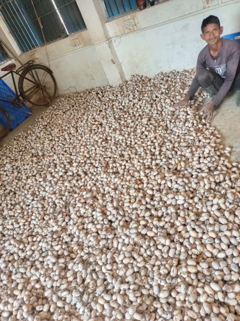 भूमिहीन किसान छेदूराम ने कोसा उत्पादन से अर्जित किए 6.30 लाख रुपये