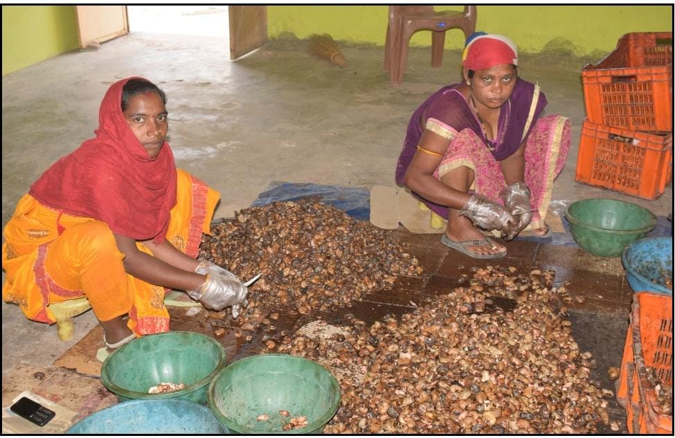 महामाया एफपीओ बना किसानों की समृद्धि का मजबूत आधार, 7 लाख के कारोबार से 1.96 करोड़ तक पहुंची सफलता की उड़ान
