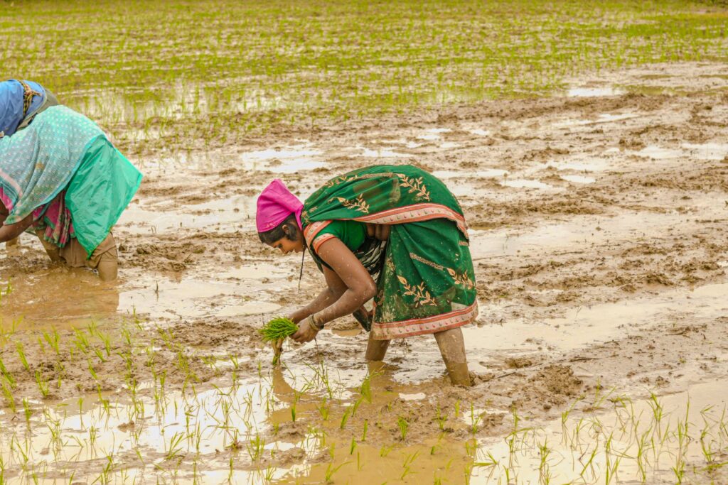 झमाझम बारिश से दूर हुई किसानों की चिंता, समय पर खाद-बीज ने बढ़ाया अन्नदाताओं का विश्वास