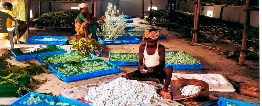नारायणपुर में रेशम से बुना जा रहा आत्मनिर्भरता का ताना-बाना