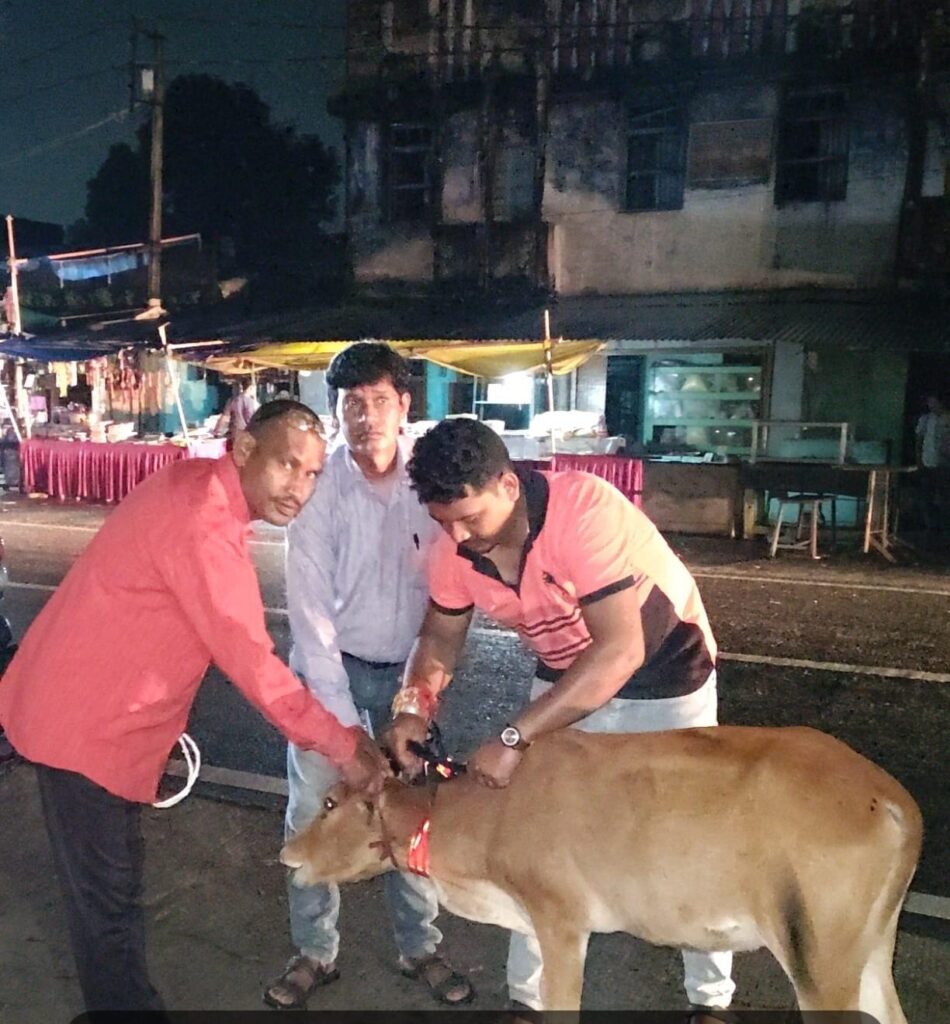 पशुधन विकास विभाग द्वारा 52 पशुओं को लगाए गए रेडियम बेल्ट