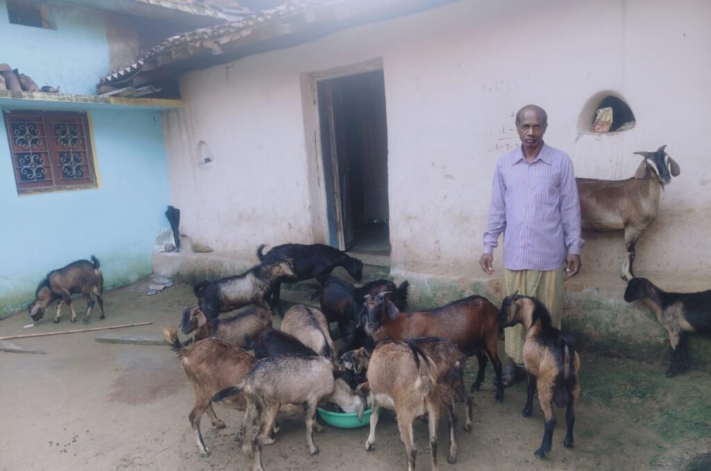 13 बकरियों से शुरू हुआ सफर, अब ₹1.80 लाख की सालाना आय का मजबूत सहारा बना बकरी पालन